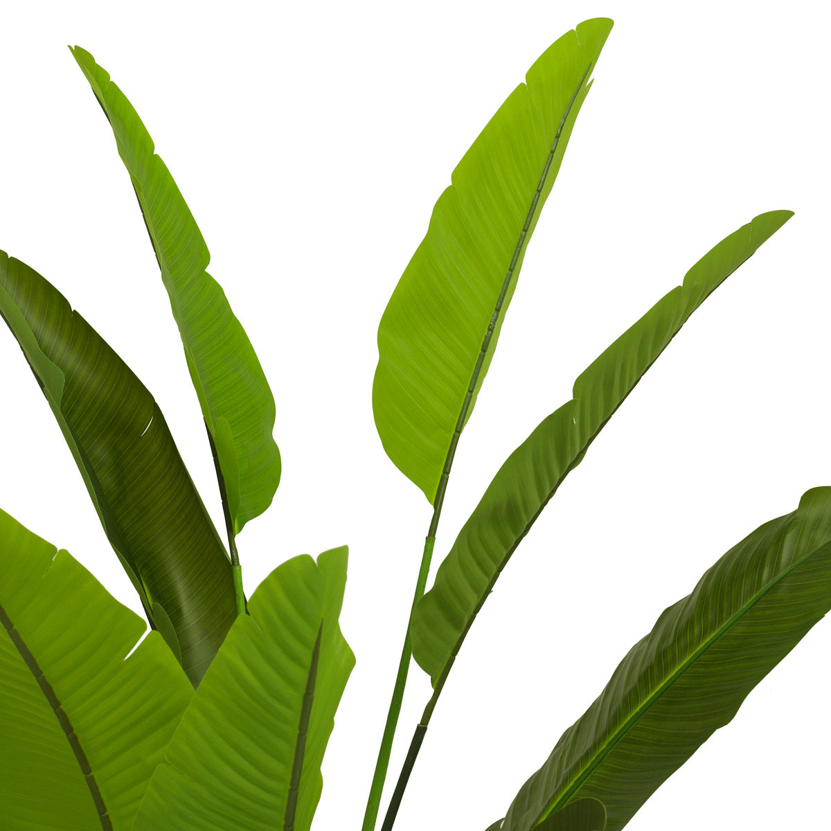 Angled view of Artificial Plant Strelitzia M showing proportions and detailing (Image 3)