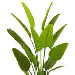 Close-up of Artificial Plant Strelitzia L highlighting premium materials and Green Tones (Image 2)