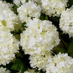 Eichholtz Bouquet of Hydrangeas snowball real touch 36 pcs Hydrangeas. Comprising 36 meticulously crafted blooms, this arrangement captur...