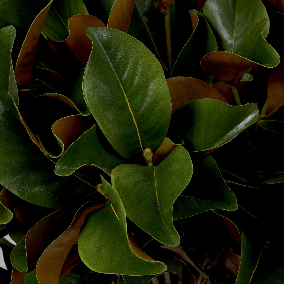 Eichholtz Bundle of Magnolia leaves 24 pcs magnolia leaves, adding a touch of timeless elegance to any space. Ideal for creating a
