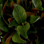 Eichholtz Bundle of Magnolia leaves 24 pcs magnolia leaves, adding a touch of timeless elegance to any space. Ideal for creating a