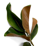 Eichholtz Bundle of Magnolia leaves 24 pcs the finest in botanical design, elevating your home with nature's most graceful elements. Bu...
