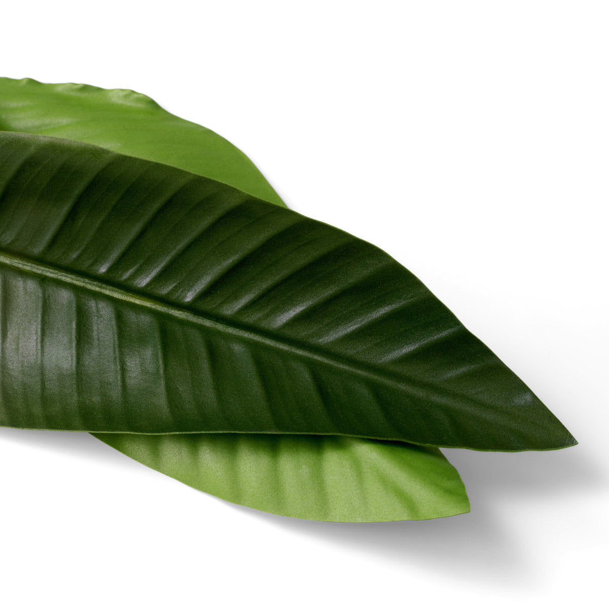 Eichholtz Bundle of Strelitzia leaves 36 pcs botanical excellence, transforming your home with enduring charm and natural grace. Bundle o...