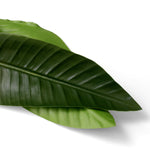 Eichholtz Bundle of Strelitzia leaves 36 pcs botanical excellence, transforming your home with enduring charm and natural grace. Bundle o...