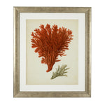 Eichholtz Prints Antique red corals set of 6 Antique Red Coral VI and Antique Red Coral II. All prints come in an antique