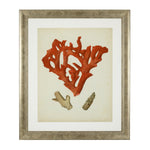 Eichholtz Prints Antique red corals set of 6 crevices, at depths from 4 to 1500 meters below sea level. They look like small