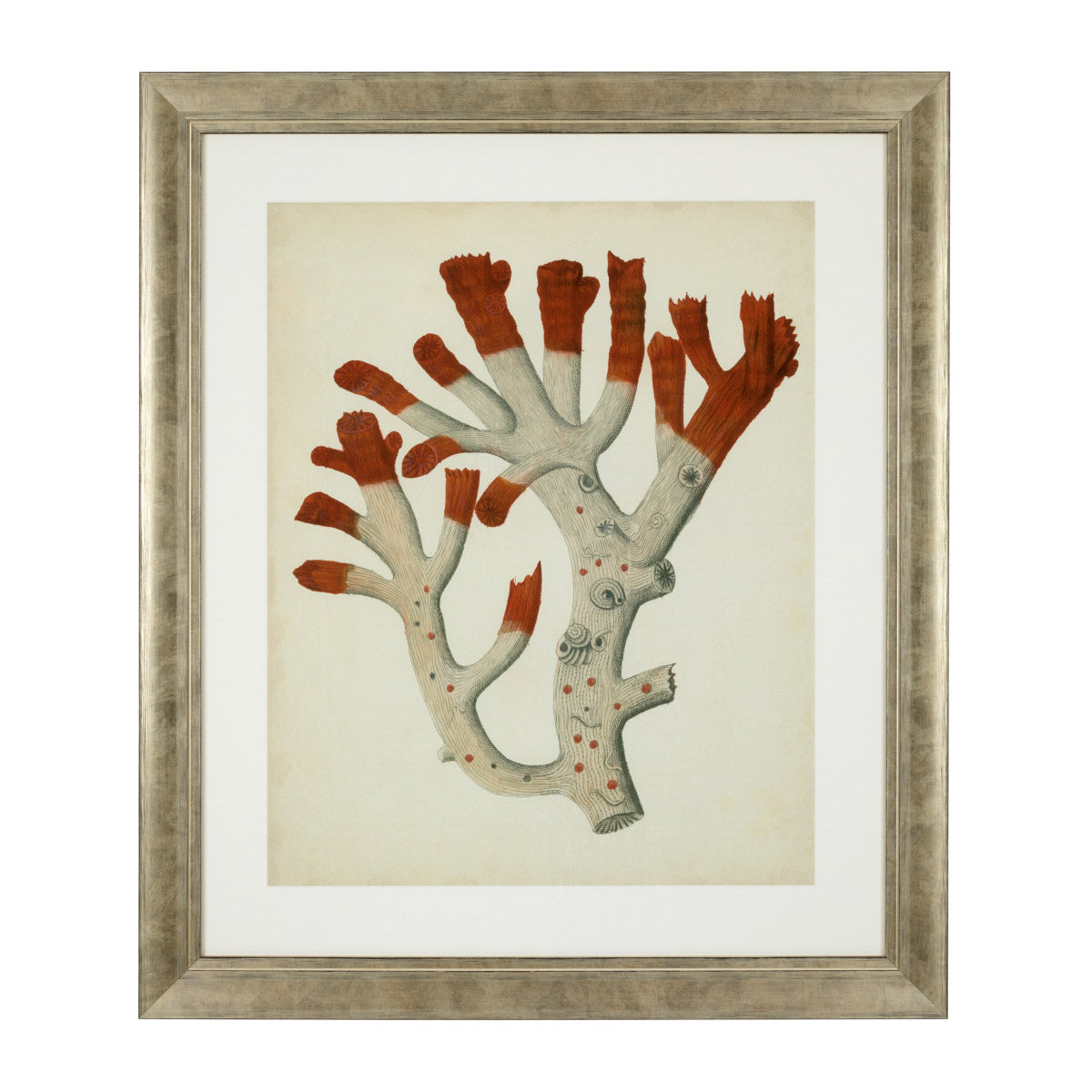 Eichholtz Prints Antique red corals set of 6 leafless bushes and can grow up to a meter in height. Prints Antique red corals