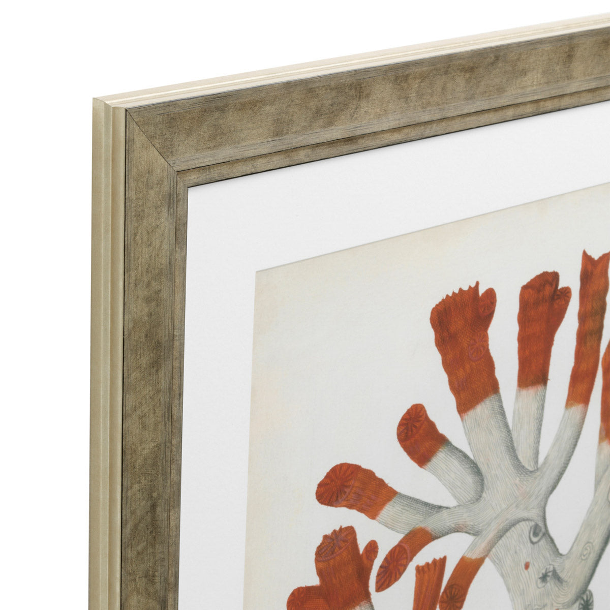 Eichholtz Prints Antique red corals set of 6 a statement in any luxury interior. Dimensions W 22.5" D 1.0" H 27.0" Expertly made