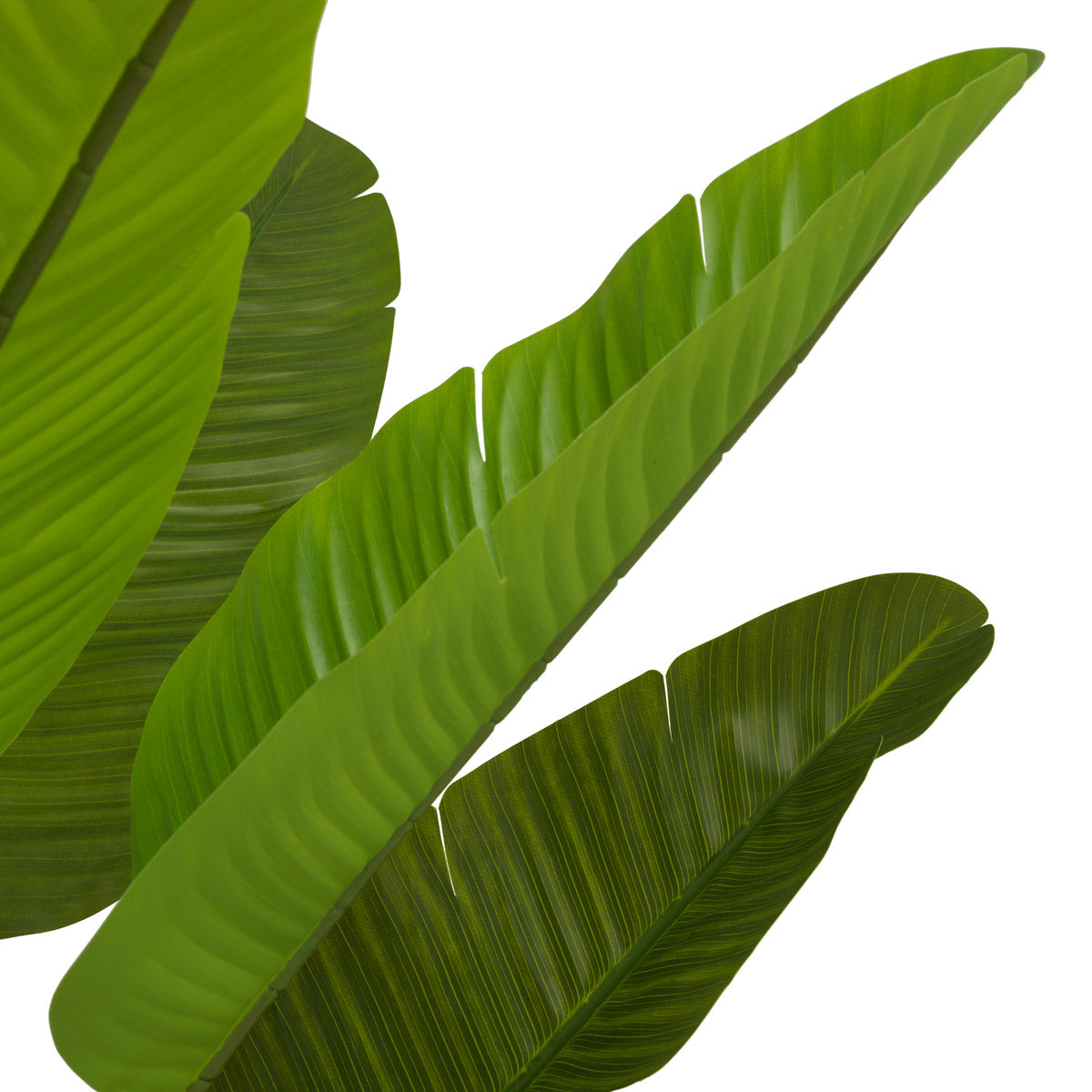 Close-up of Artificial Plant Strelitzia M highlighting premium materials and Green Tones (Image 2)