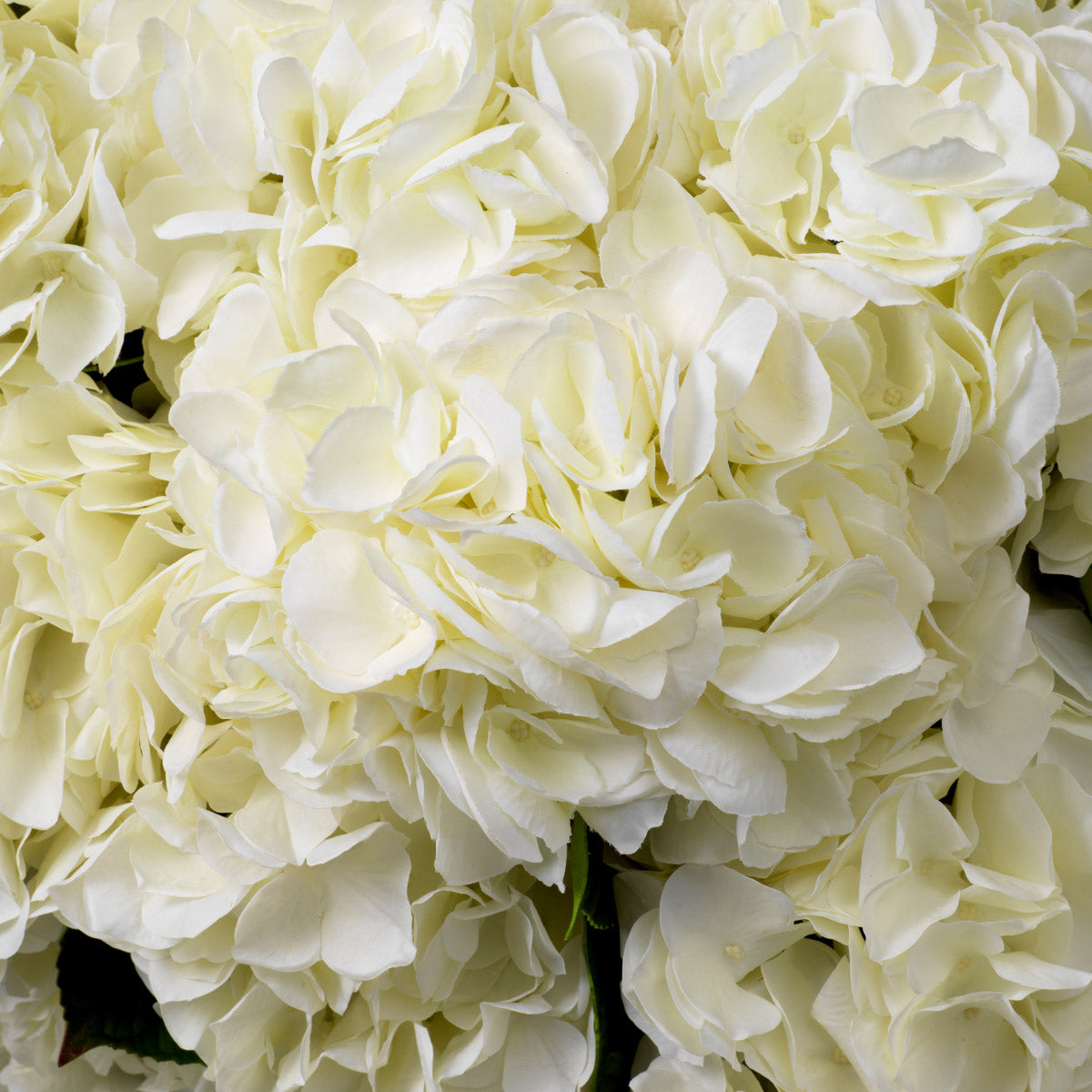 Eichholtz Bouquet of Hydrangeas real touch 48 pcs/2 varietie white tones that evoke a sense of calm and sophistication. Perfect for addin...