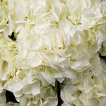Eichholtz Bouquet of Hydrangeas real touch 48 pcs/2 varietie white tones that evoke a sense of calm and sophistication. Perfect for addin...