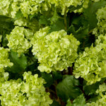 Eichholtz Bouquet of Hydrangeas snowball real touch 36 pcs fresh hydrangeas, creating a serene and sophisticated atmosphere. Ideal for ad...
