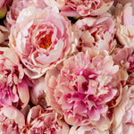Eichholtz Bouquet of Peonies real touch 48 pcs/2 varieties and velvety texture of freshly picked peonies. Ideal for infusing any room wit...
