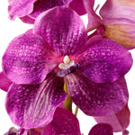 Eichholtz Bouquet of Vanda Orchids real touch 24 pcs of luxury to your home. Designed for lasting beauty with no upkeep required, Eichhol...