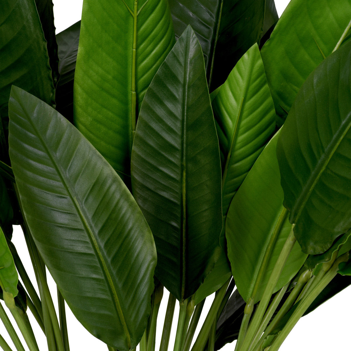 Eichholtz Bundle of Strelitzia leaves 36 pcs real Strelitzia foliage, bringing a sophisticated natural element to any interior. Perfect f...