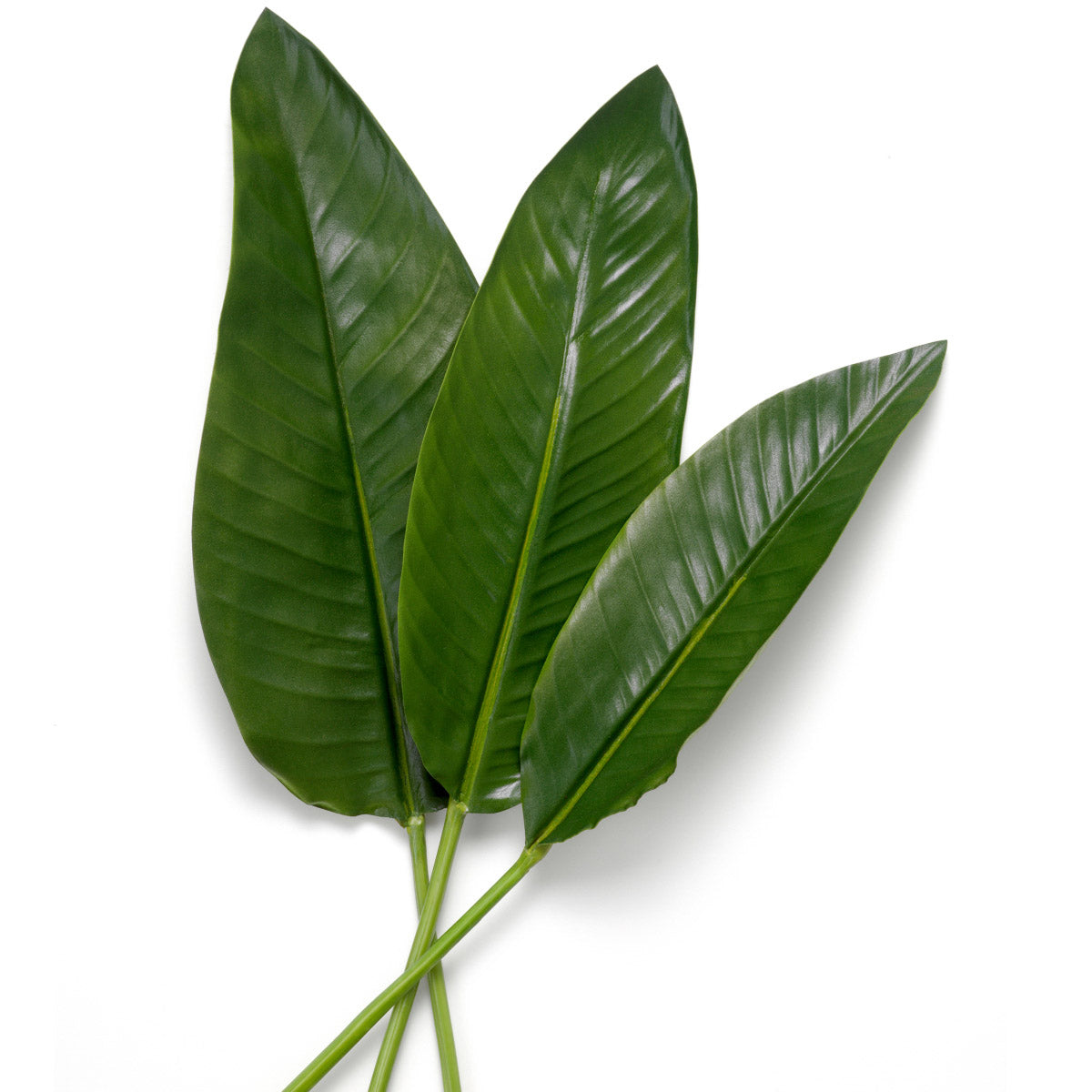 Eichholtz Bundle of Strelitzia leaves 36 pcs dynamic and refined atmosphere, it requires no maintenance while offering lasting beauty. Ei...