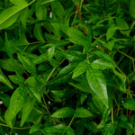 Eichholtz Bundle of Tender leaves 36 pcs meticulously crafted leaves, this arrangement replicates the delicate texture and soft green ton...