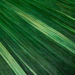 Eichholtz Desk Tray Harvard S Dimensions W 11.0" D 6.5" H 1.5" Expertly made for enduring style and everyday elegance.