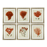 Eichholtz Prints Antique red corals set of 6 Adorn your home with this stunning set of 6 Antique Red Coral prints. Clockwise: Antique